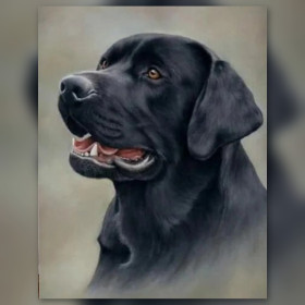 Malen nach Zahlen Porträt eines schwarzen Labradors auf neutralem beigem Hintergrund