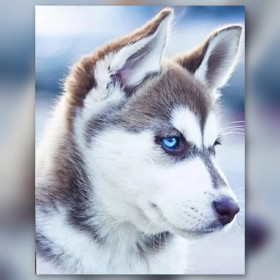 Malen nach Zahlen Husky mit blauen Augen und grau-weißem Fell