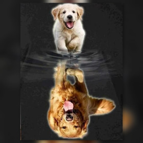 Malen nach Zahlen Golden-Retriever-Welpe und sein erwachsenes Spiegelbild auf schwarzem Hintergrund