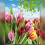 Malen nach Zahlen Feld mit rosa und roten Tulpen unter blauem Himmel