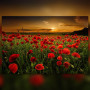 Malen nach Zahlen Feld mit roten Mohnblumen unter orangefarbenem Himmel bei Sonnenuntergang