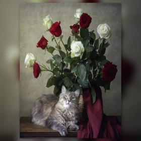 Malen nach Zahlen: Liegende graue Katze vor einem Strauß aus roten und weißen Rosen