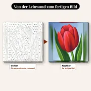Malen nach Zahlen Rote Tulpe in Nahaufnahme – vorher und nachher: vorgezeichnete Leinwand und fertiges Gemälde